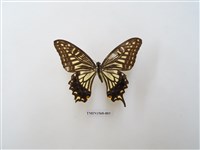 藏品(柑橘鳳蝶)的圖片